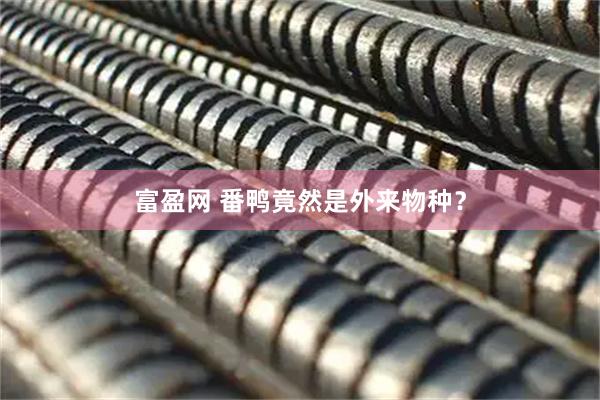 富盈网 番鸭竟然是外来物种？